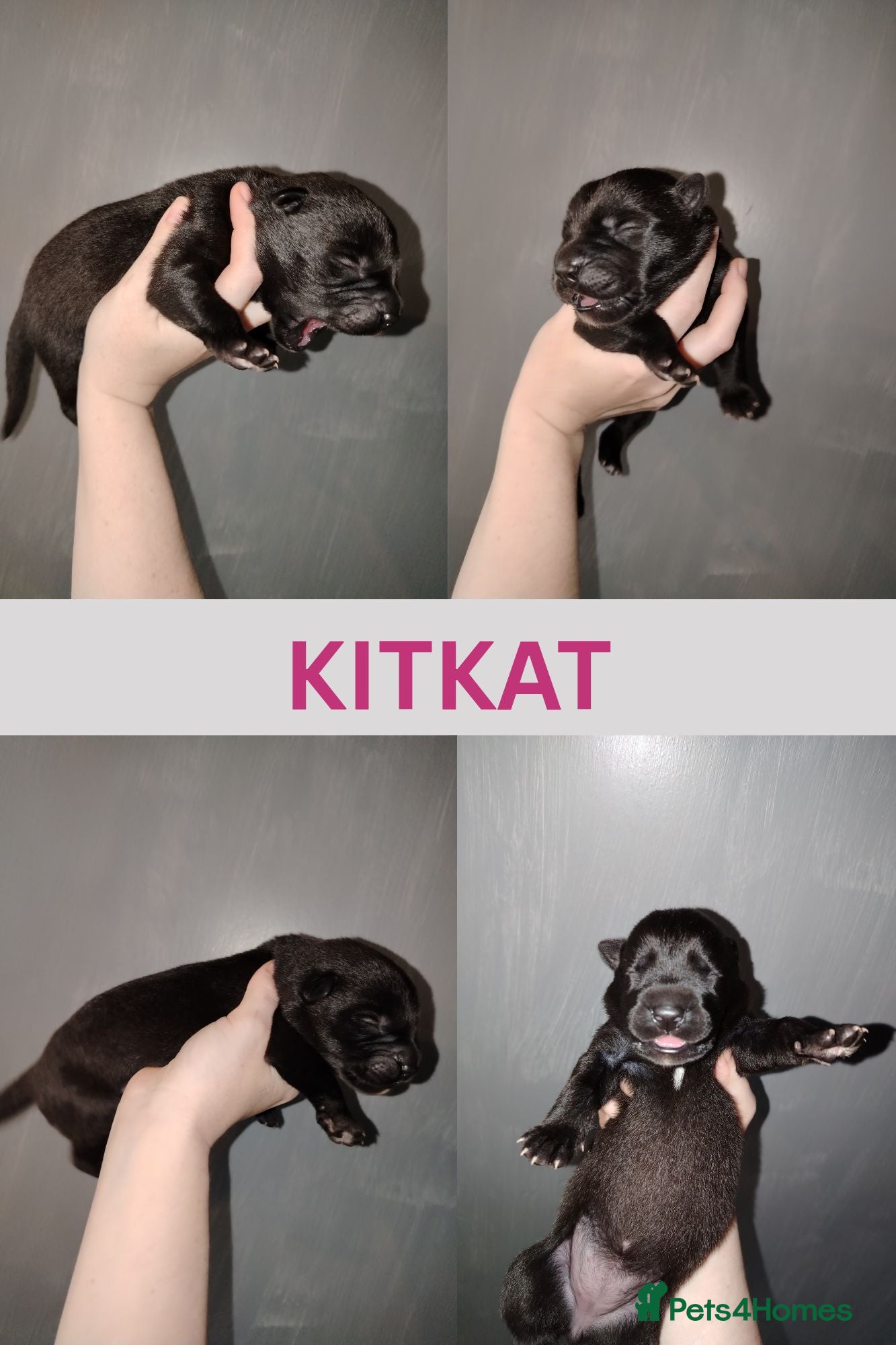 Mixed Breed dogs German Shepherd cross puppies.  - Advert 2