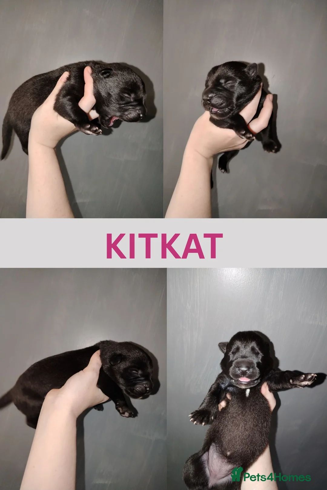 Mixed Breed dogs for sale: German Shepherd cross puppies.  - Advert 2