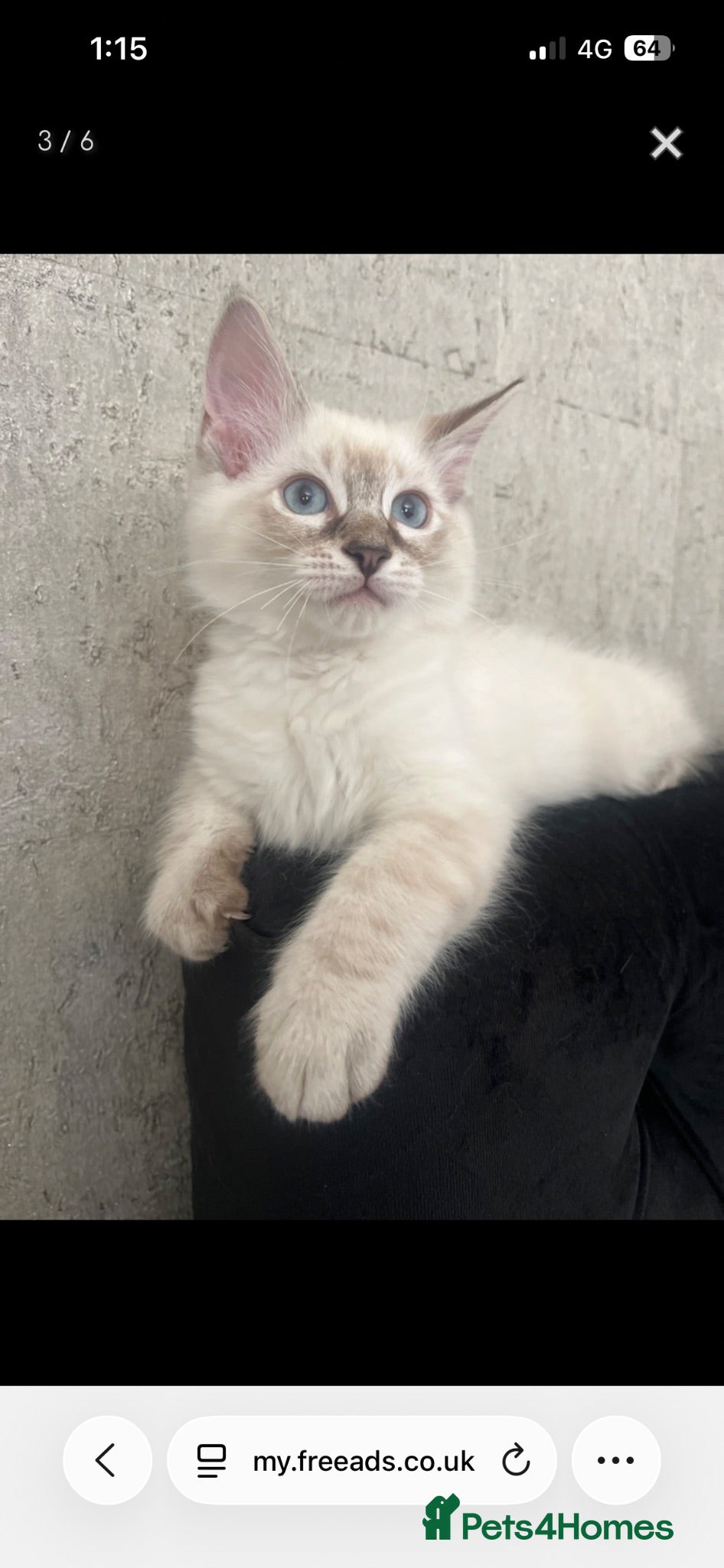 Ragdoll cats Last 2 boys  READY TO LEAVE 😌 - Advert 1