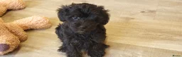 Yorkiepoo dogs for sale:  YORKIEPOOS PUPPIES  FROM LICENSED BREEDER.  - Advert 7