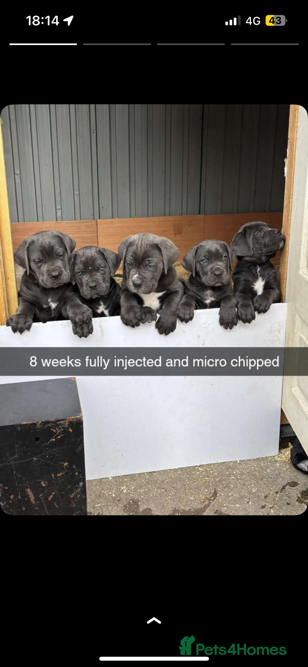 Cane Corso dogs for sale: 7 Cane Corsos Available  - Image 3
