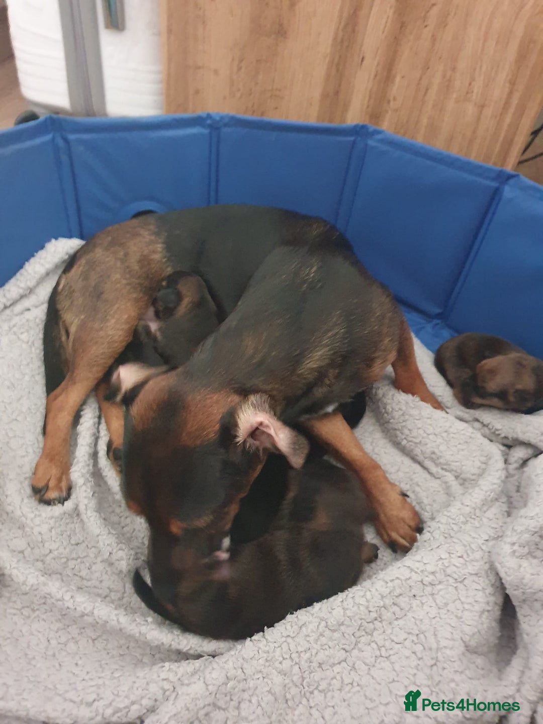 Mixed Breed dogs for sale: Small breed puppies Isle Of Anglesey - Image 6