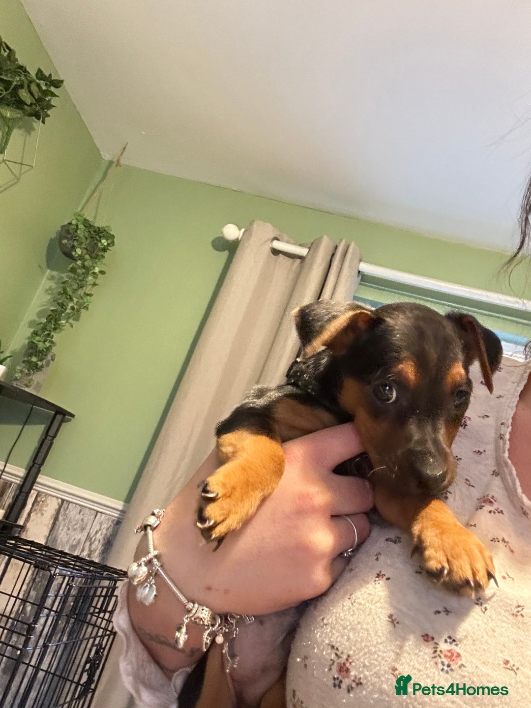 Jack Russell dogs for sale: Minature jack russel pupies  - Advert 12