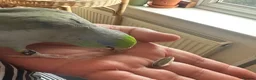 Parrots birds for sale: Parrotlet named Charlie in Reading - Advert 1