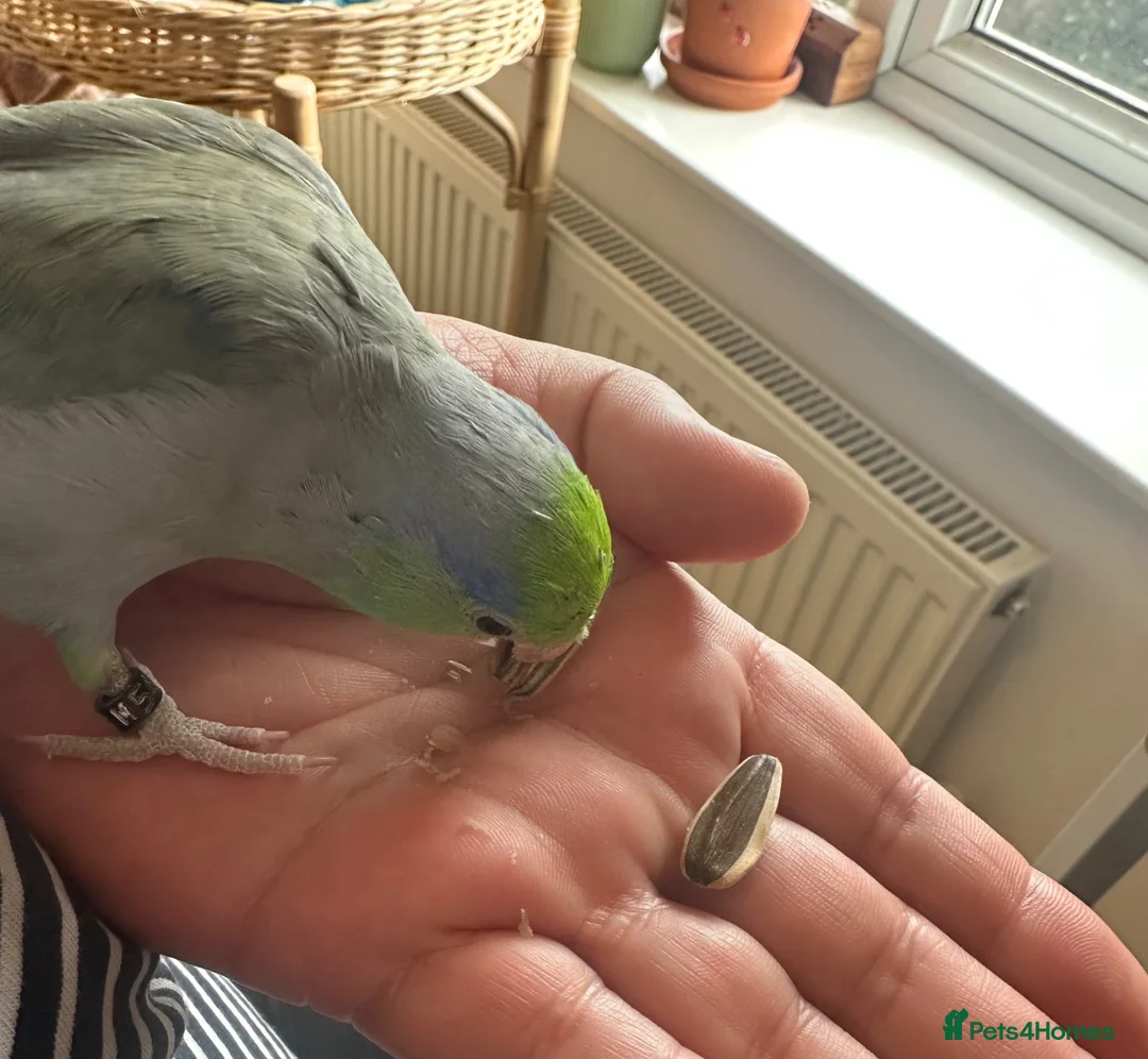Parrots birds for sale: Parrotlet named Charlie in Reading - Advert 1