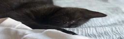 Scottish Fold cats for sale: 🖤Black Scottish Straight Girl🖤 - Advert 2
