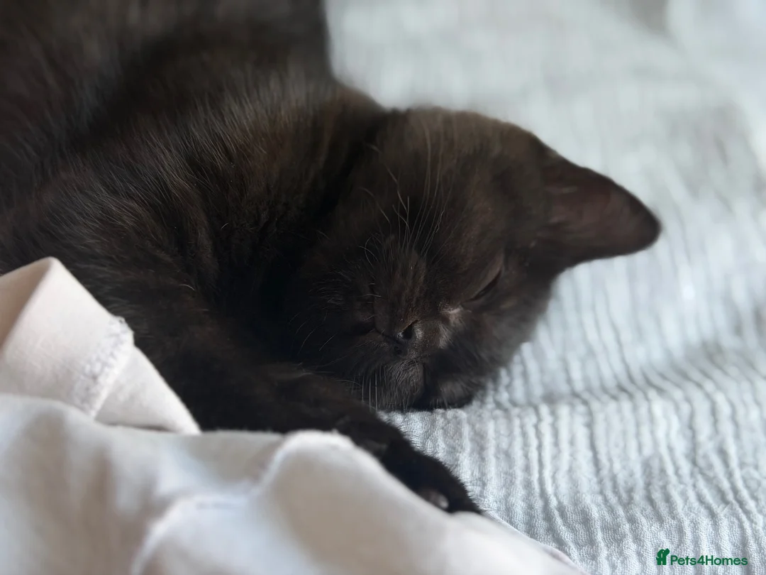 Scottish Fold cats for sale: 🖤Black Scottish Straight Girl🖤 - Advert 2