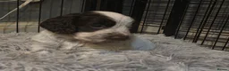 Cocker Spaniel dogs for sale: Stunning kc registered working cocker spaniels - Advert 11