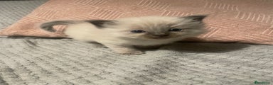 Ragdoll Kitten 3