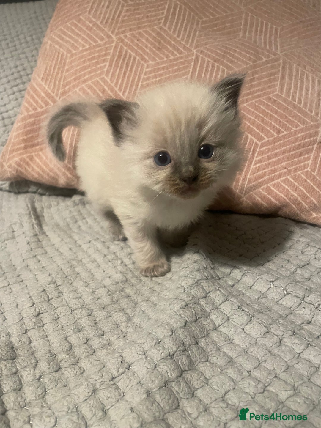 Ragdoll cats for sale: BEAUTIFUL FULL PEDIGREE RAGDOLL KITTENS - Advert 13