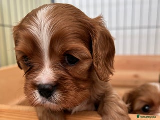 Cavalier King Charles Spaniel dogs Health Tested, beautiful KC Cavalier Puppies. - Advert 5