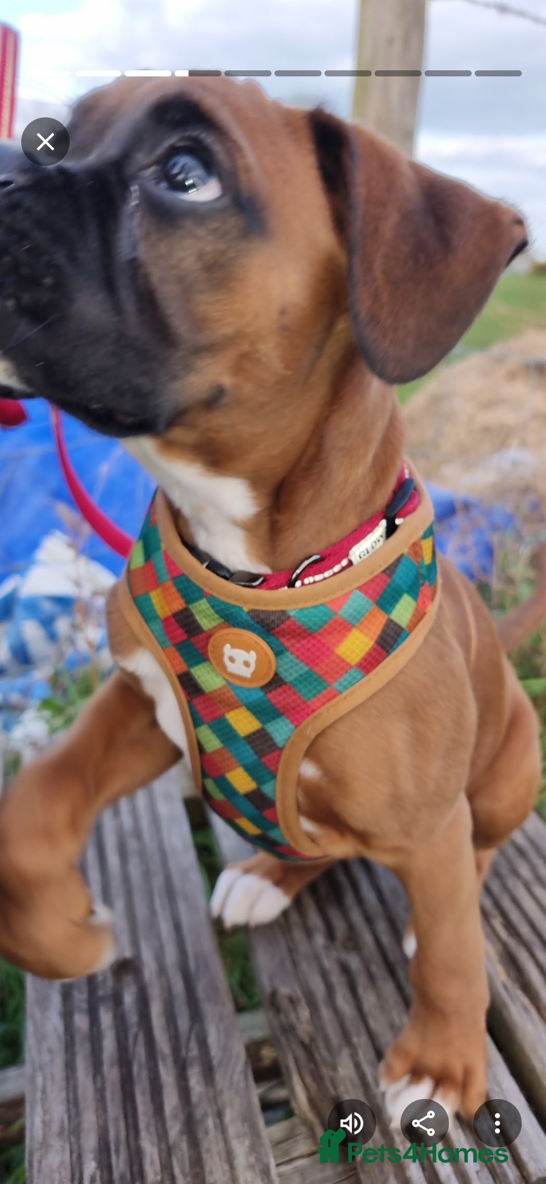 Boxer dogs for stud: Male boxer aged 2 ready for stud duties 🥰 - Advert 12