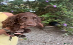 Sprocker dogs for sale: Beautiful Show Type Sprocker Spaniel Puppy’s  - Image 1