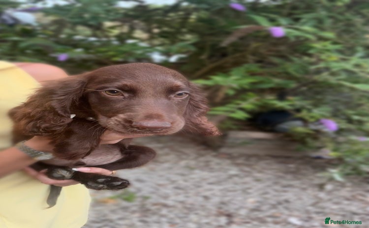 Sprocker dogs - Advert 1