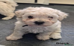 Mixed Breed dogs for sale: Bishon frise/Maltese puppies - Advert 4