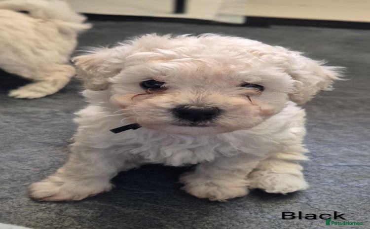 Mixed Breed dogs Bishon frise/Maltese puppies - Advert 1