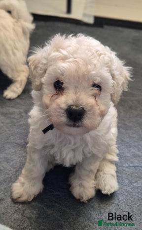 Mixed Breed dogs Bishon frise/Maltese puppies - Advert 1