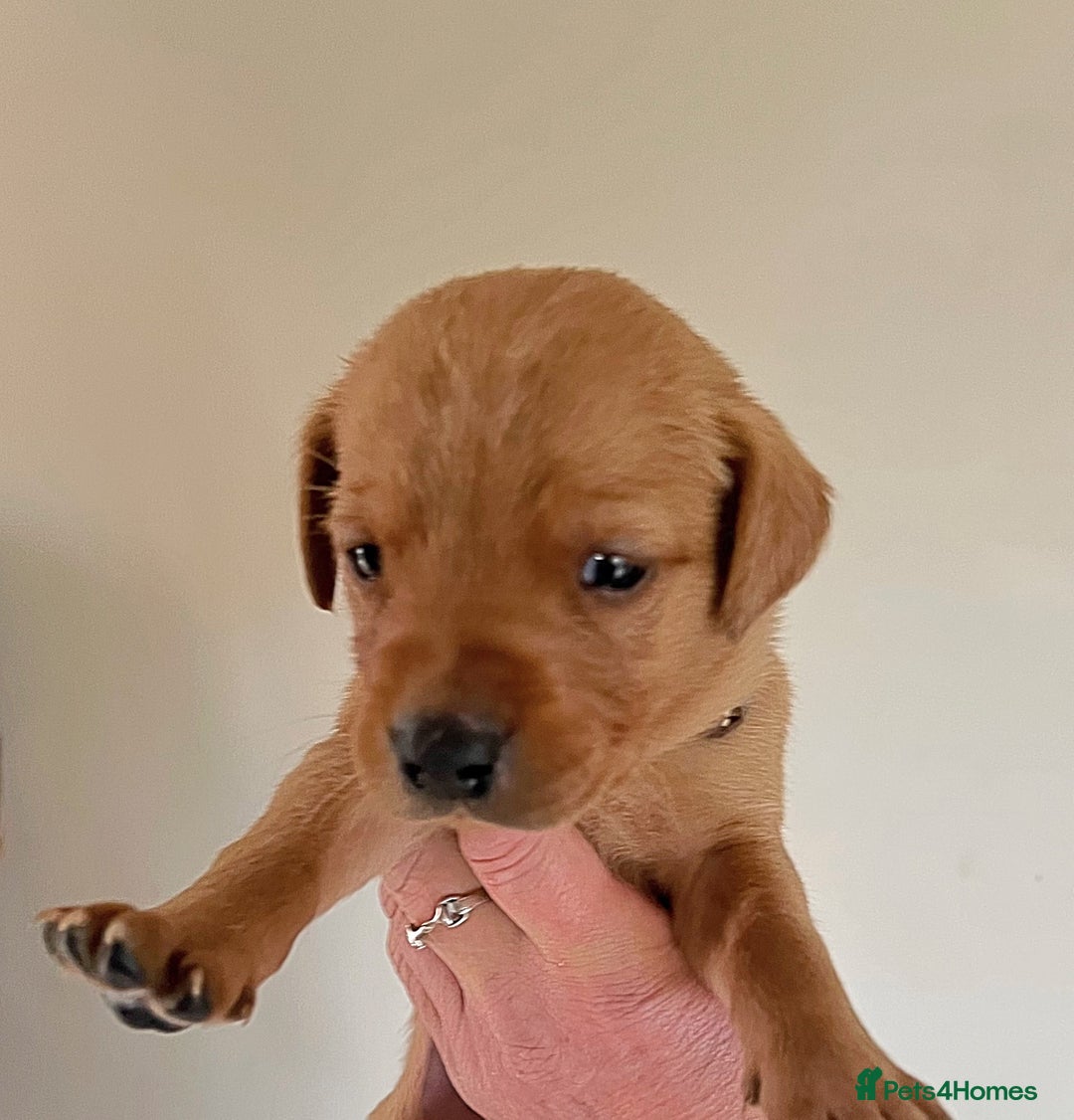 Labrador Retriever dogs for sale: SUPER DARK FOX RED KC LAB PUPS HEALTH TESTED  - Image 9