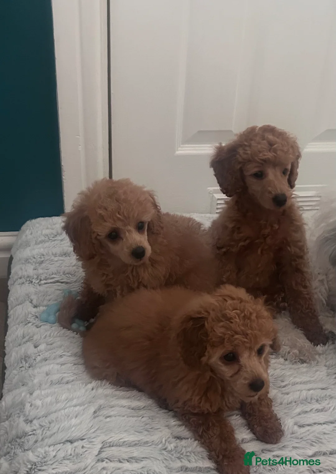 Toy Poodle dogs for sale: Beautiful toy poodle 💙 ready for forever homes 💙 - Advert 1