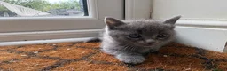 Russian Blue cats for sale: Ragdoll x Russian Blue - Advert 4