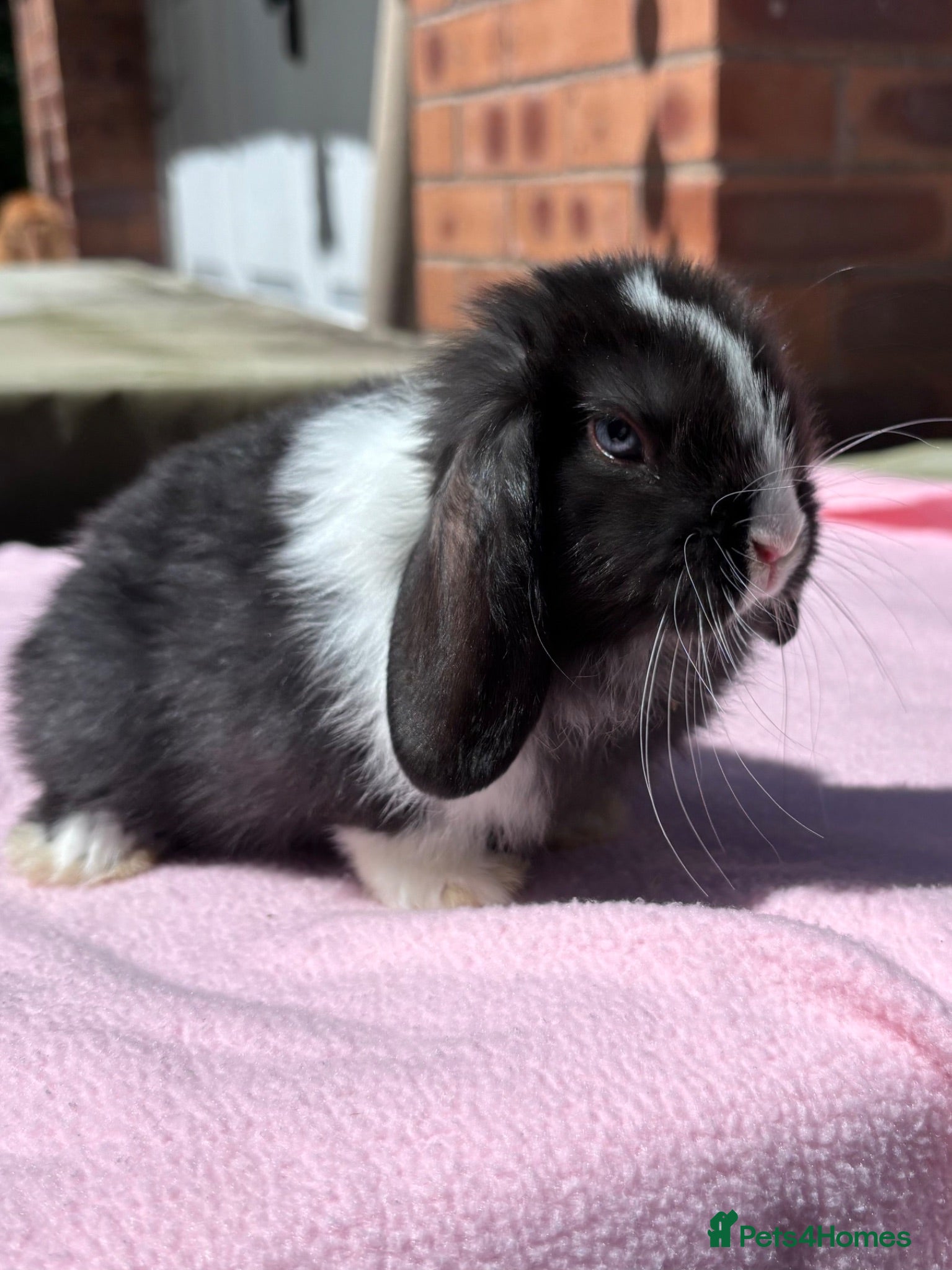 Mini Lop rabbits Baby Bunnies - Ready Now - Advert 6