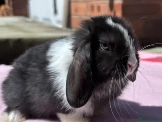 Mini Lop rabbits Baby Bunnies - Ready Now - Advert 6