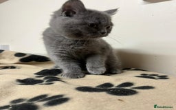 British Shorthair cats for sale: 3 BSH female kittens remaining-  ready now.  - Image 3