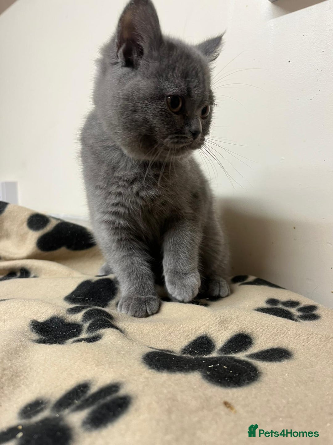 British Shorthair cats for sale: 3 BSH female kittens remaining-  ready now.  - Image 3