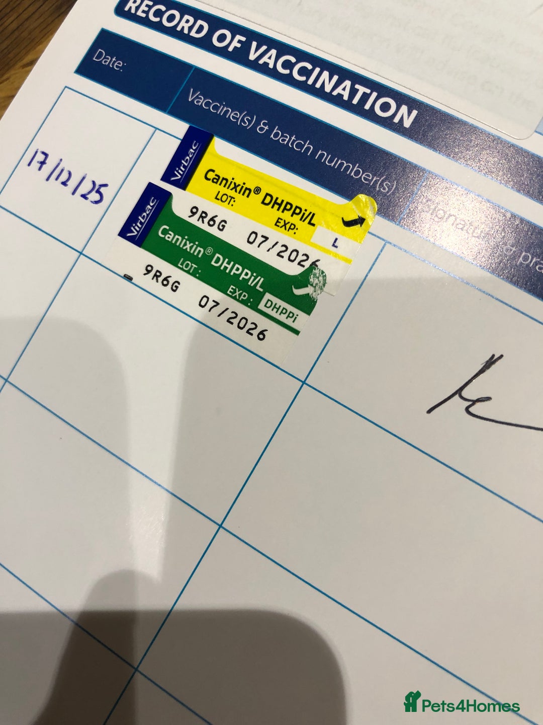 Cockapoo dogs for sale: 💛*COCKERPOO’S READY NOW in Cheshire*💛🏡 - Advert 30