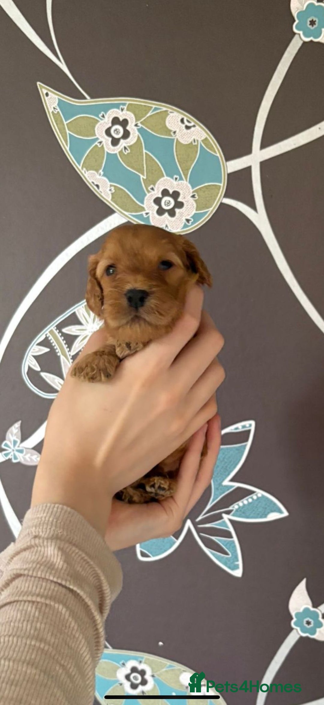 Cockapoo dogs for sale: F1 RARE VILLASPANIOL CHAMPION LINE  COCKAPOOS  - Advert 23