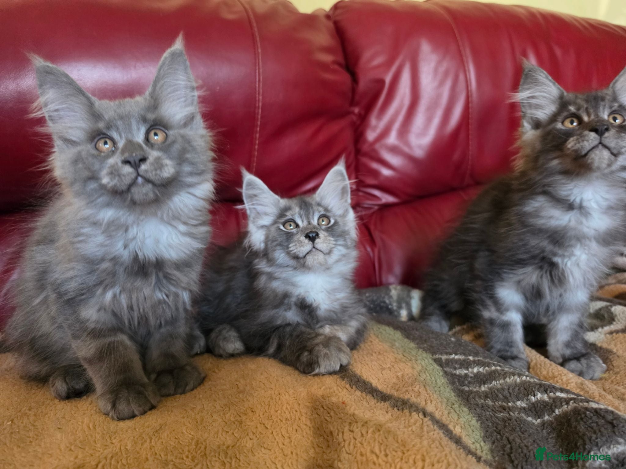 Maine Coon cats GCCF – Maine Coon kittens - Advert 1