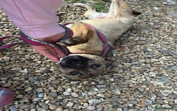 Mixed Breed dogs for adoption: Phoenix - Norwich Norfolk  - Image 9