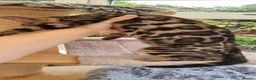 Bengal cats for sale: AVAILABLE NOW Beautiful TICA registered Bengals  - Advert 5
