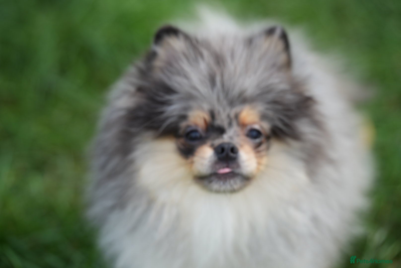 Pomeranian dogs Two adorable merle boys  - Advert 2