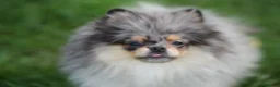 Pomeranian dogs for sale: Two adorable merle boys  - Advert 1