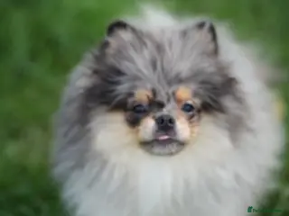 Pomeranian dogs Two adorable merle boys - Advert 5