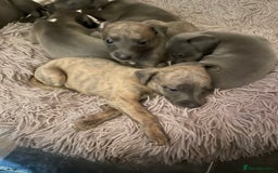 Whippet dogs for sale: Adorable home bred KC whippets - Image 22