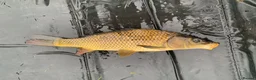Koi Carp fish for sale: Mirror & Common Carp 10-16 Inches in Northwich - Advert 8