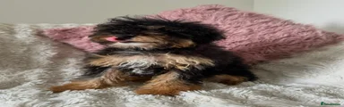 Cavapoo 4