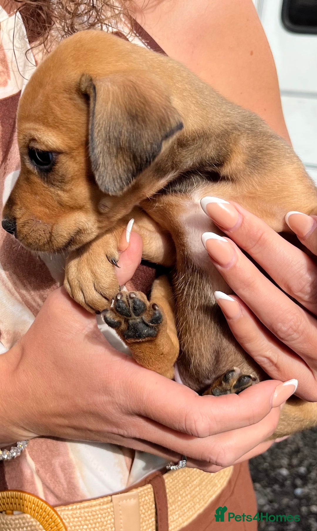 Dobermann dogs for sale: Doberman puppies for sale - Image 2