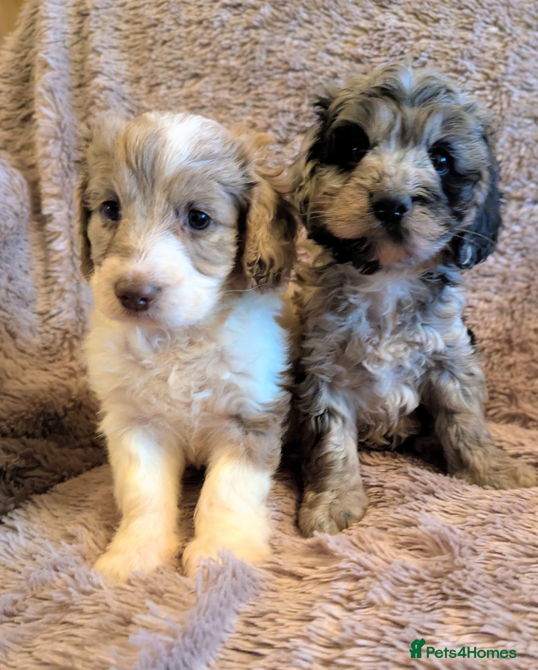 Cockapoo dogs for sale: Beautiful F1b cockapoo puppies - Advert 4