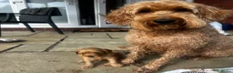 Double Doodle dogs for sale: Last double doodle puppy looking for her home - Advert 6