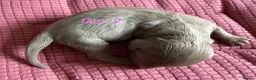 Miniature Dachshund dogs for sale: Four Beautiful Miniature Dachshund Puppies - Advert 28