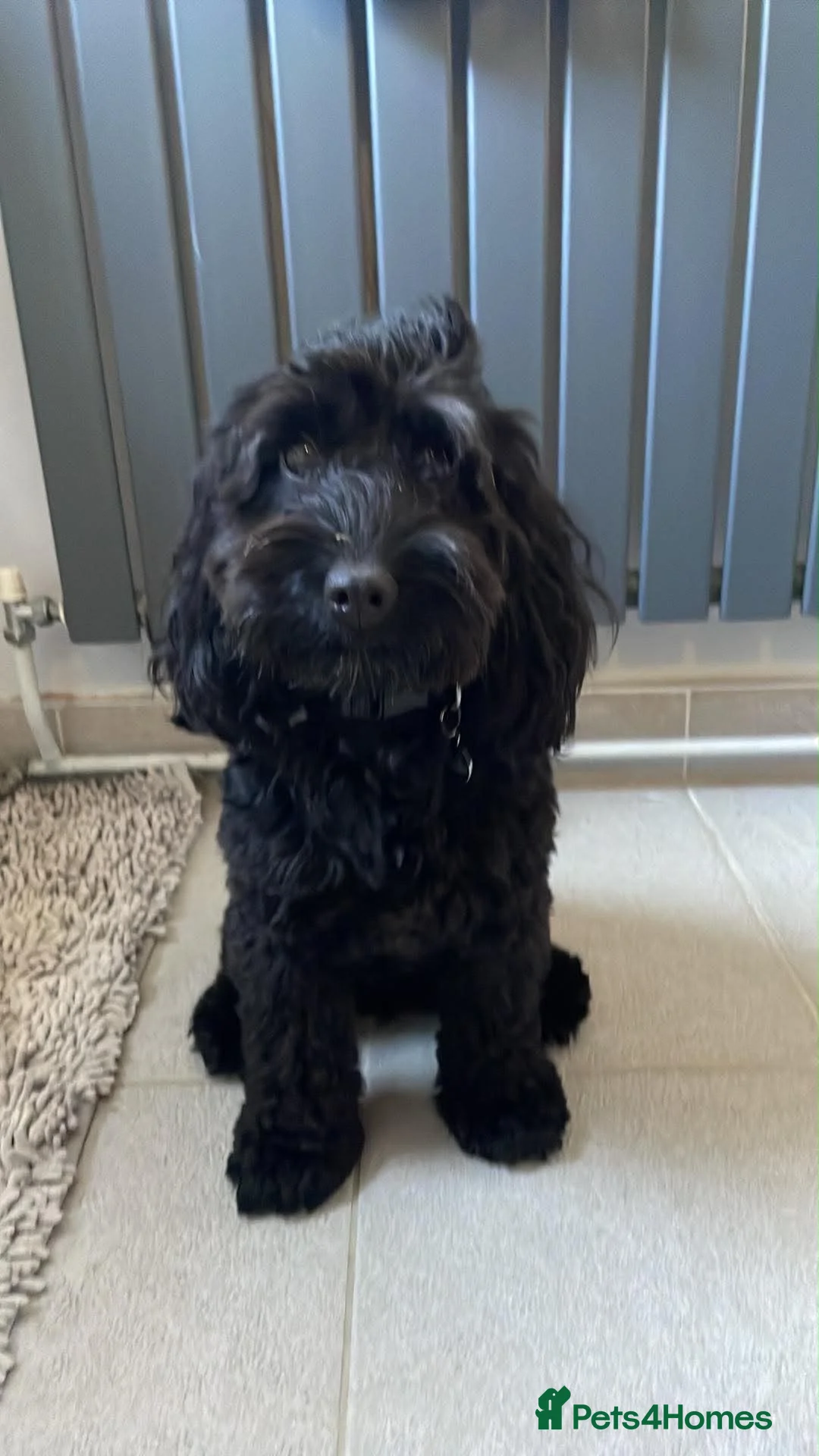 Cockapoo dogs for sale: Black Cockapoo female 11 months  in Gravesend - Advert 7