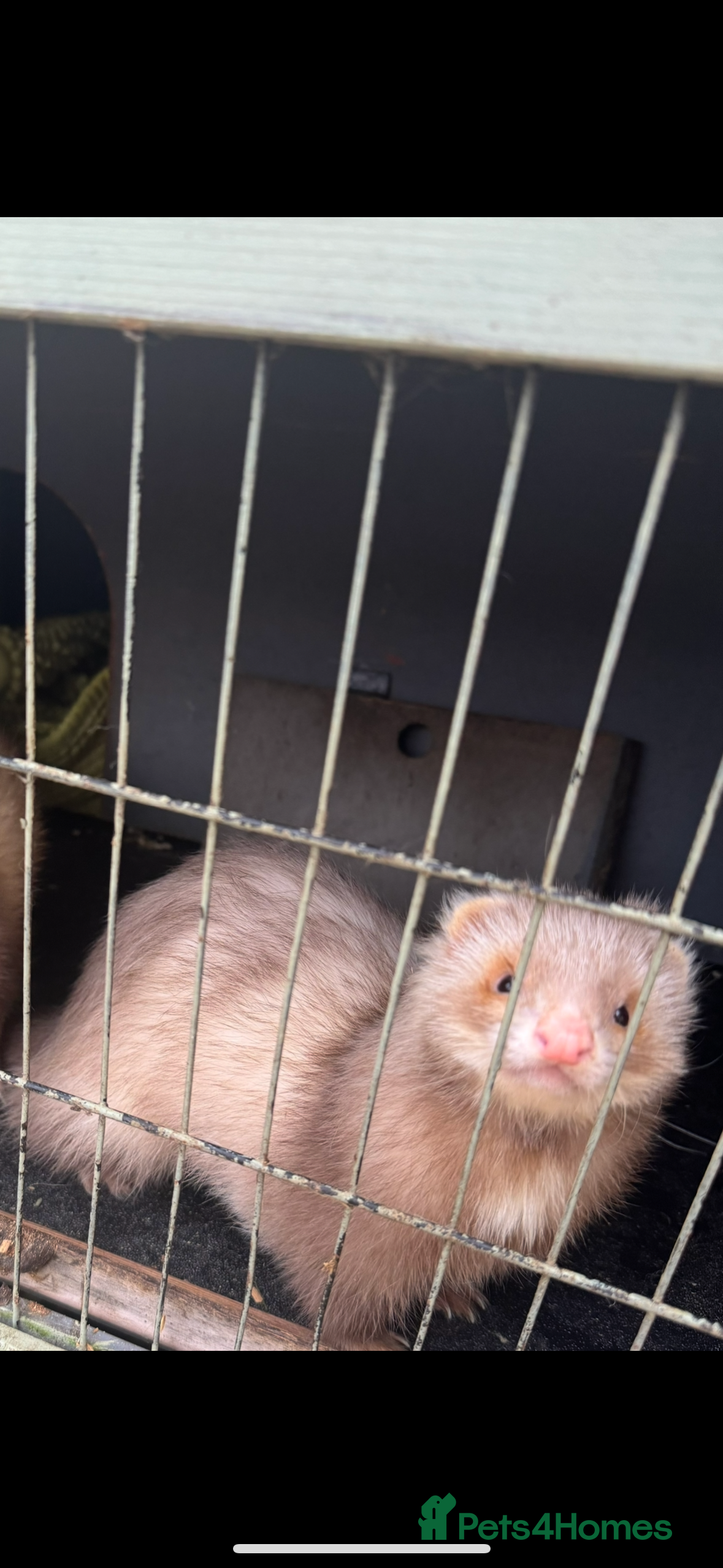 Ferret rodents 3 ferrets with enclosure  - Advert 2