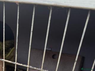 Ferret rodents 3 ferrets with enclosure - Advert 3