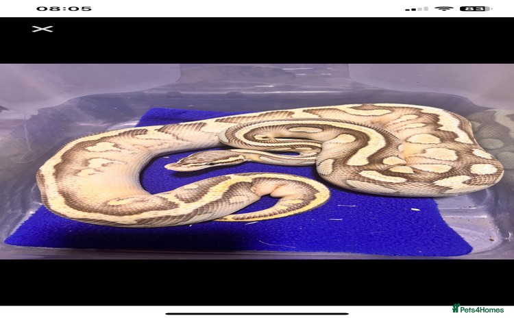 Python Snake reptiles - Advert 20