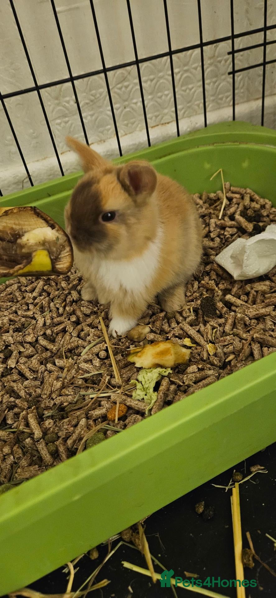 Mixed Breed rabbits for sale: They are friendly rabbits 💕 - Advert 2
