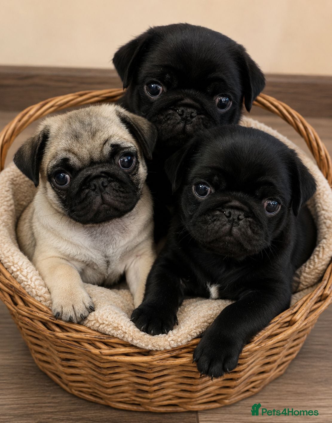Pug dogs Adorable  PUG Puppies looking for Their Homes  - Advert 2