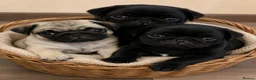 Pug dogs for sale: Adorable  PUG Puppies looking for Their Homes  - Advert 2